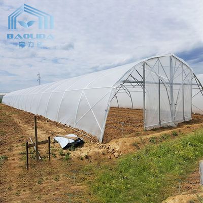 Tomaten-Polygewächshaus-landwirtschaftlicher Tunnel-Plastikgewächshaus für Berieselungs-Ausrüstung