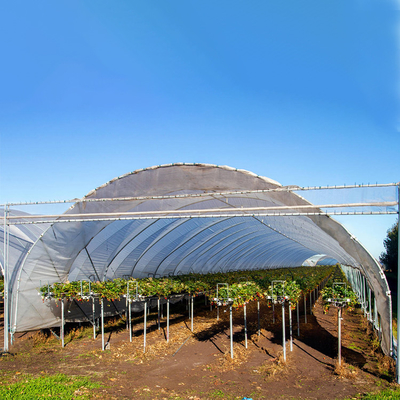 Hohes regnen Ertrag-Plastikfilm-landwirtschaftliches Gewächshaus angebaute Erdbeeren Schutz