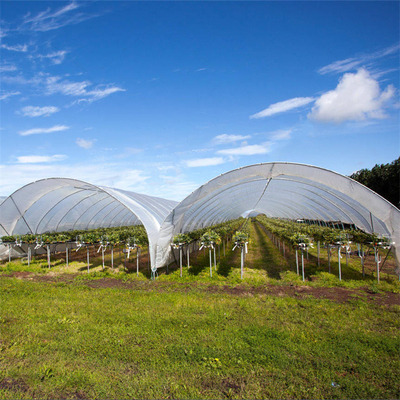 Hohes regnen Ertrag-Plastikfilm-landwirtschaftliches Gewächshaus angebaute Erdbeeren Schutz