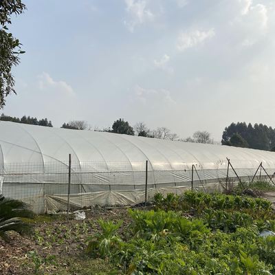 Tropische einzelne Spannen-verschütteter Gewächshaus-Landwirtschafts-Plastiktunnel transparent