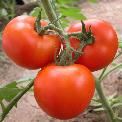 Seitenlüftungsanlage-landwirtschaftliches Tomaten-Plastiktunnel-Gewächshaus-einzelne Spanne
