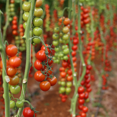 Seitenlüftungsanlage-landwirtschaftliches Tomaten-Plastiktunnel-Gewächshaus-einzelne Spanne