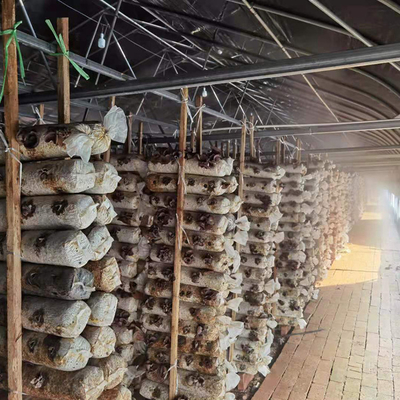 Wachsendes Gewächshaus Polyäthylen-Panda Film Light Resistant Mushrooms