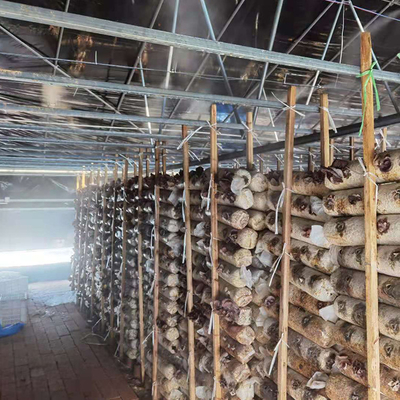Doppelschicht-einzelnes Spannen-Gewächshaus-Schwarzes Mesh Mushroom Cultivation In Greenhouses