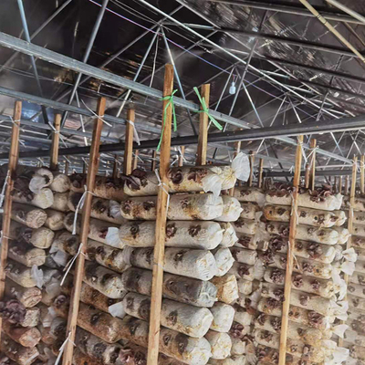 Doppelschicht-einzelnes Spannen-Gewächshaus-Schwarzes Mesh Mushroom Cultivation In Greenhouses