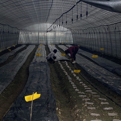 Seitenbelüftungs-Plastikfilm-niedriges Tunnel-Gewächshaus-einzelne Spanne für das Pilz-Wachsen