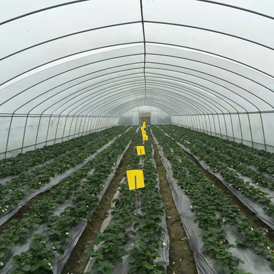 Rohr-Struktur-Polythen-Tunnel-Plastikgewächshaus des feuerverzinkten Stahls für Tomate
